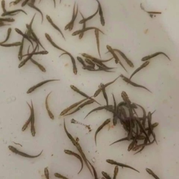 泥鳅苗，大量批发，欢迎订购。。。。。。。