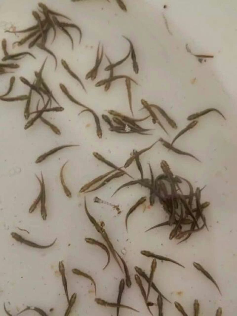 泥鳅苗，大量批发，欢迎订购。。。。。。。