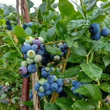 蓝莓8~10mm以上