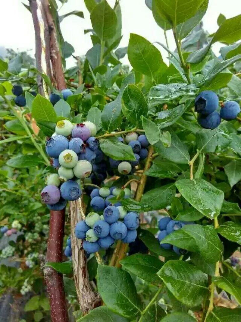 蓝莓8~10mm以上