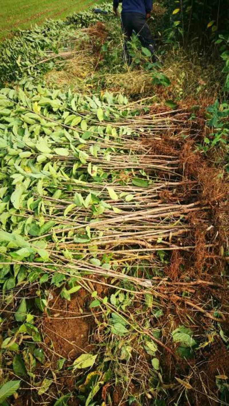 樱桃树苗2年50~80cm