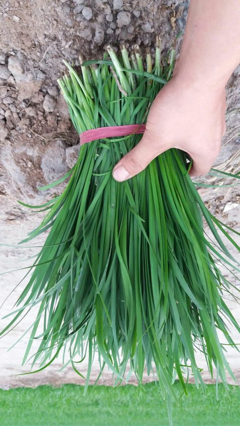 平韭6号韭菜头茬