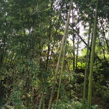 斑竹13~14m