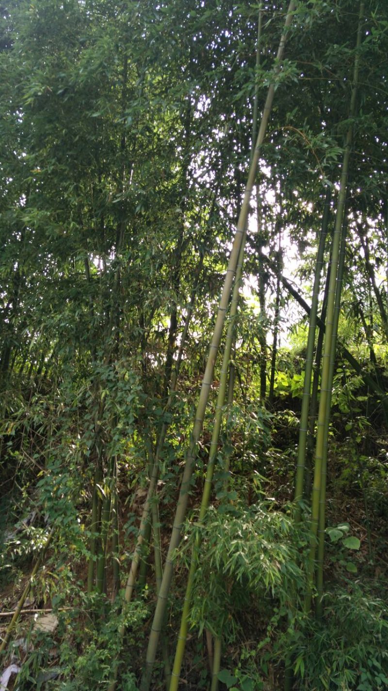 斑竹13~14m