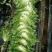 苦菊15~20cm
