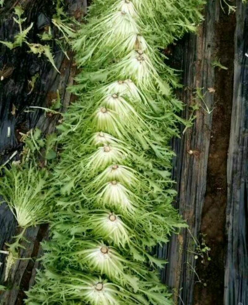 苦菊15~20cm