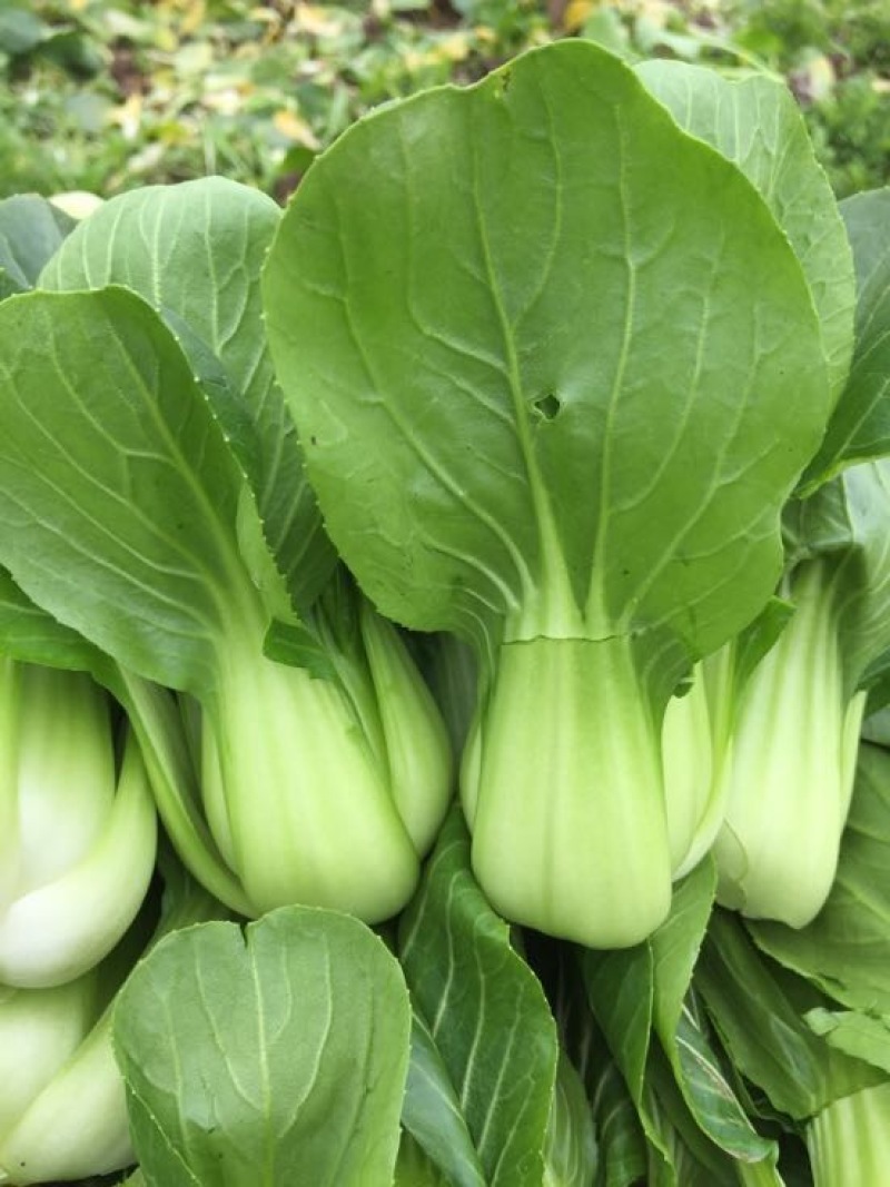 上海青小白菜上海青
