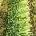 玻璃脆芹菜55cm以上