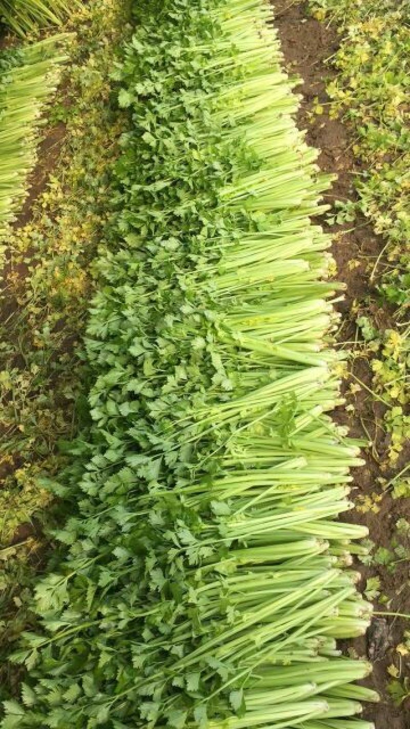 玻璃脆芹菜55cm以上