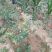 蓝莓苗0.5~1年50~80cm