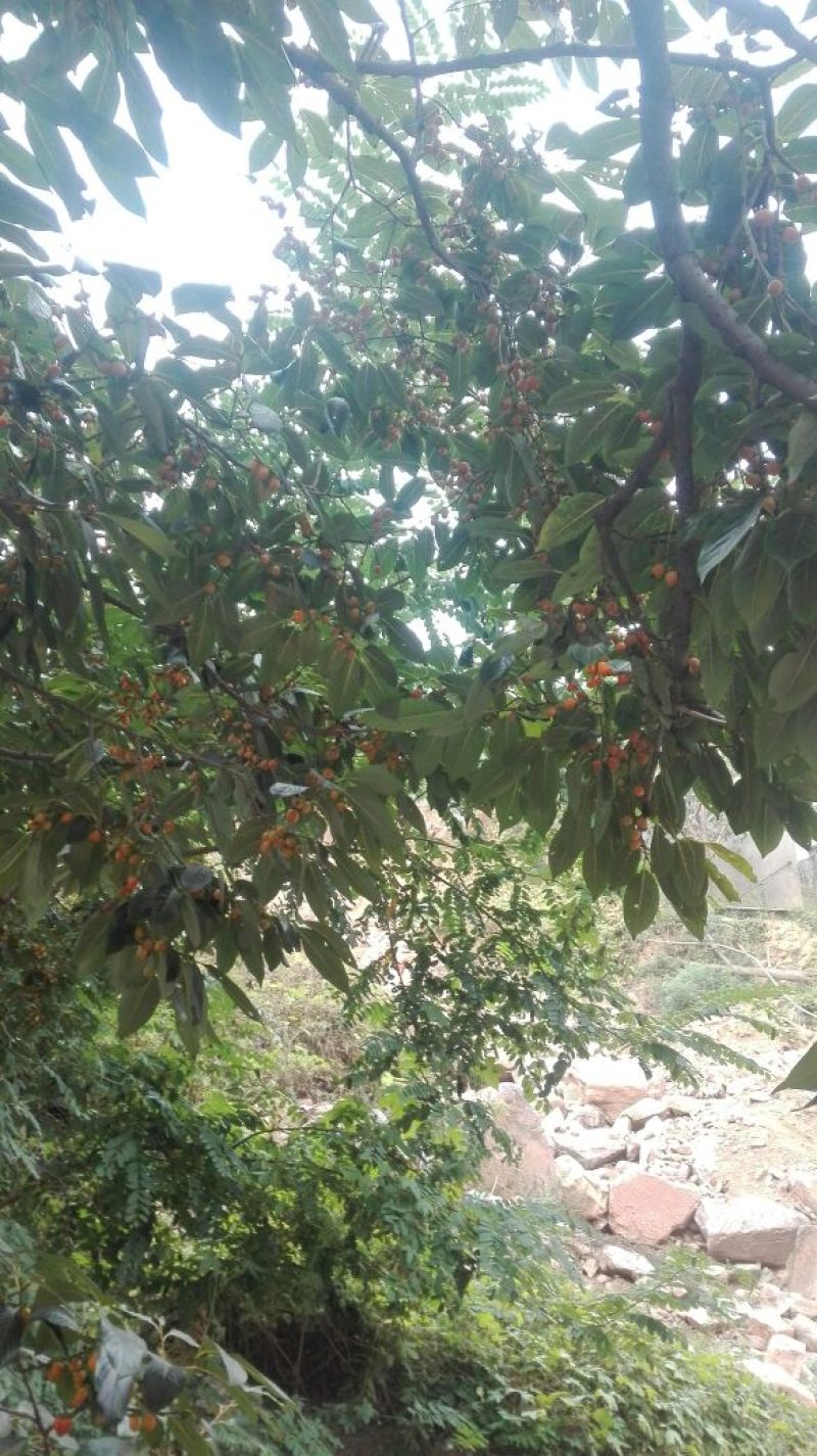 黑枣