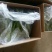 红菜苔15~20厘米