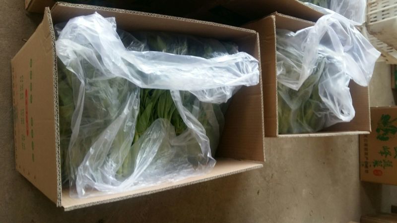 红菜苔15~20厘米