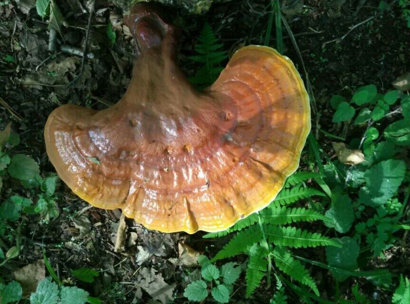 长白山野生灵芝，林下灵芝各类规格均有