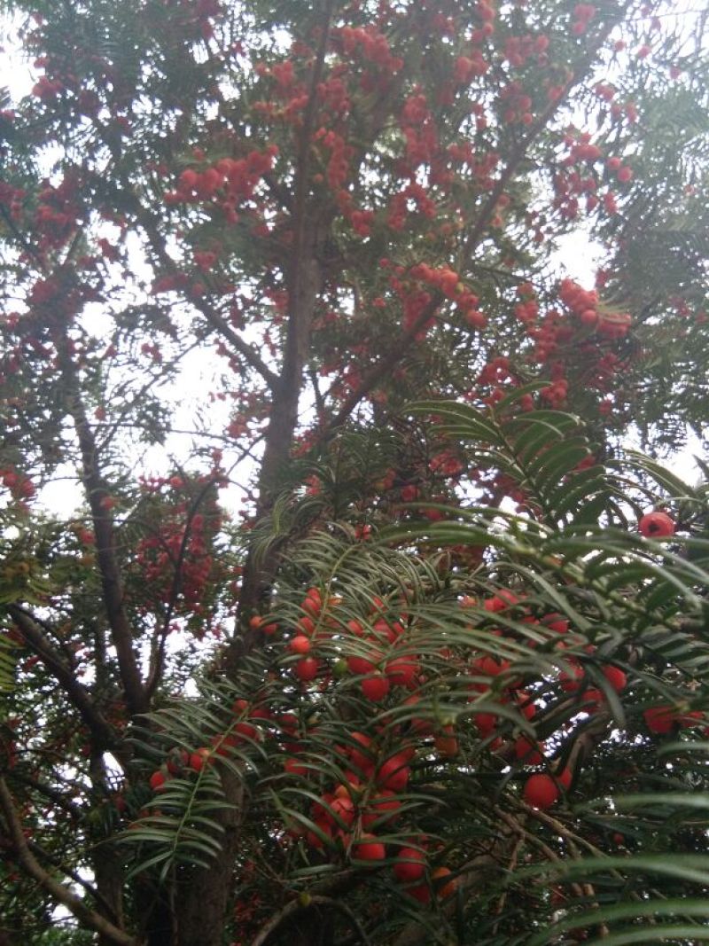 红豆杉，结果红豆杉景观树，地径八公分红豆杉树苗