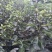 矮化苹果苗80cm以上