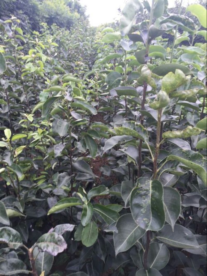 矮化苹果苗80cm以上
