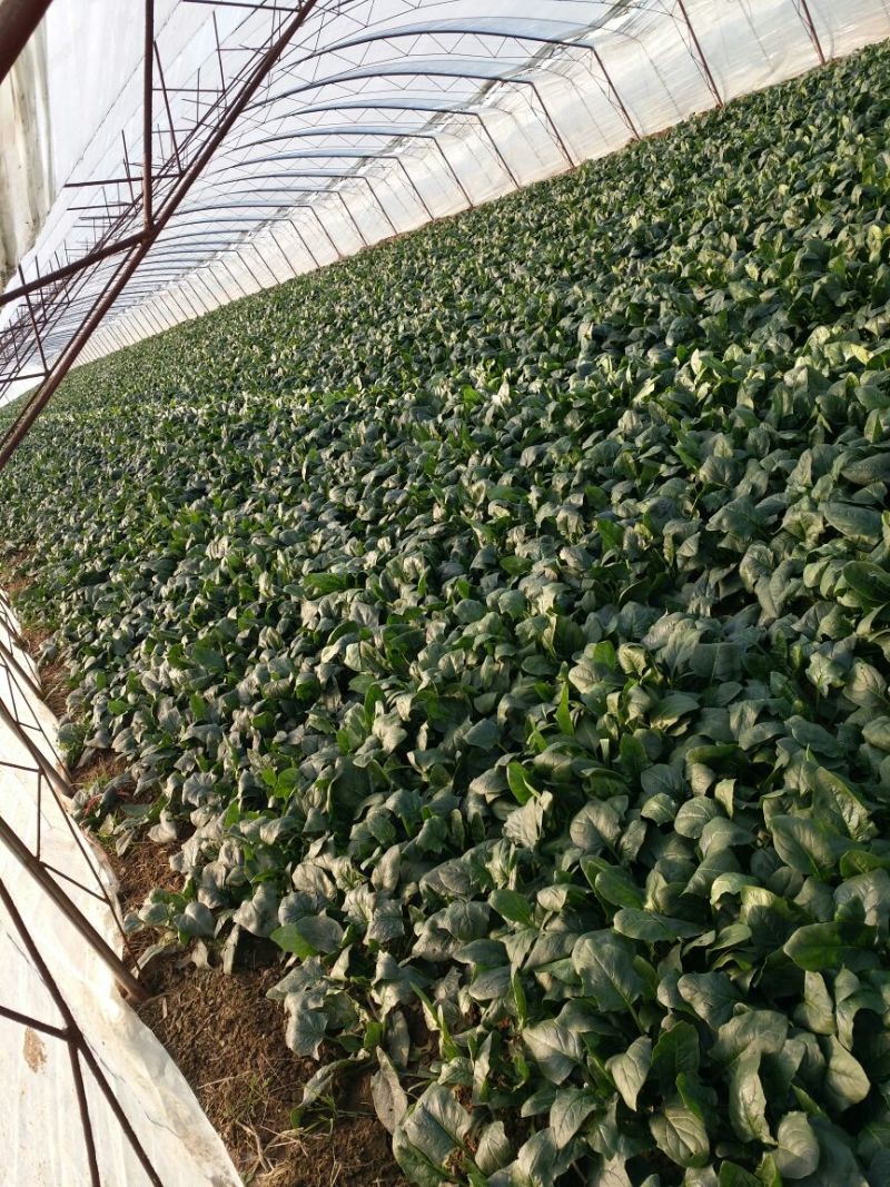 名门菠菜25~30厘米