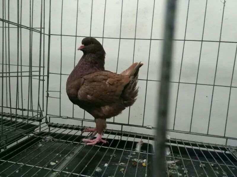 鸽子
