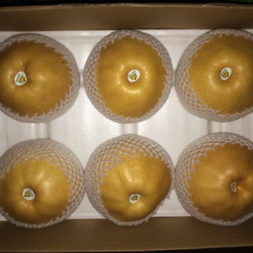 晚秋黄梨