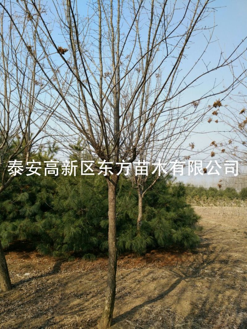 暴马丁香10~12cm8~10cm3.5~4米