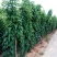 华州山药5~6厘米35~40厘米一级