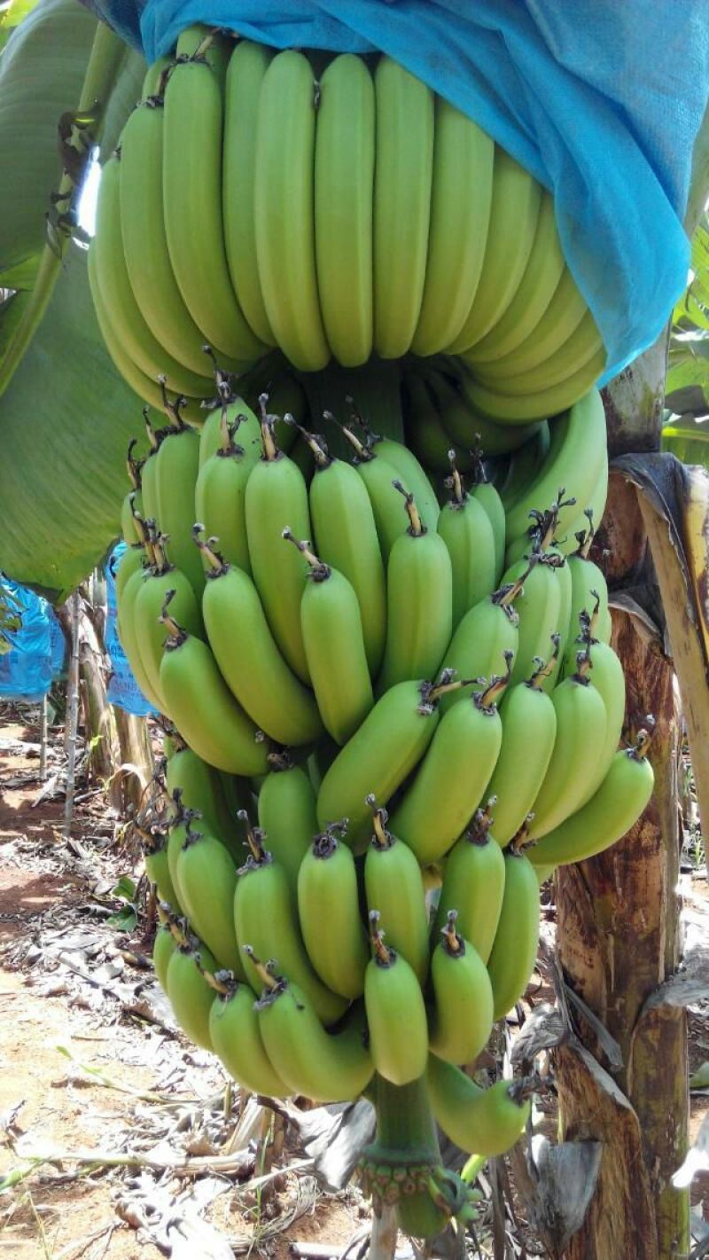 香蕉八成熟
