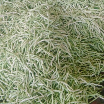 白玉豆