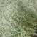 白玉豆