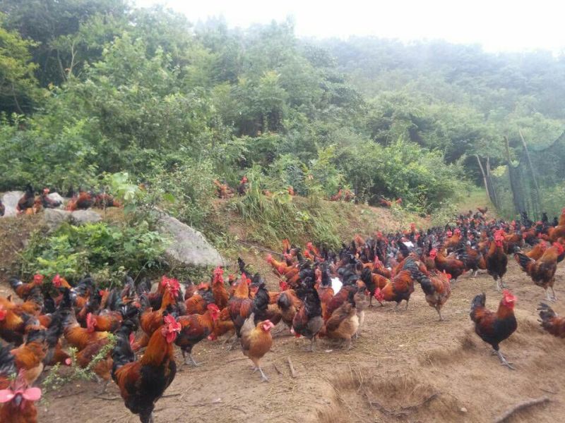 现货贵州血毛土鸡脱温鸡苗