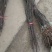 梨树苗80cm以上0.8cm