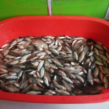 白鲫食用