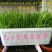 韭黄头茬20~30公分
