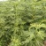 无花果树苗80~100cm，薄姬红无花果，需要的联系。