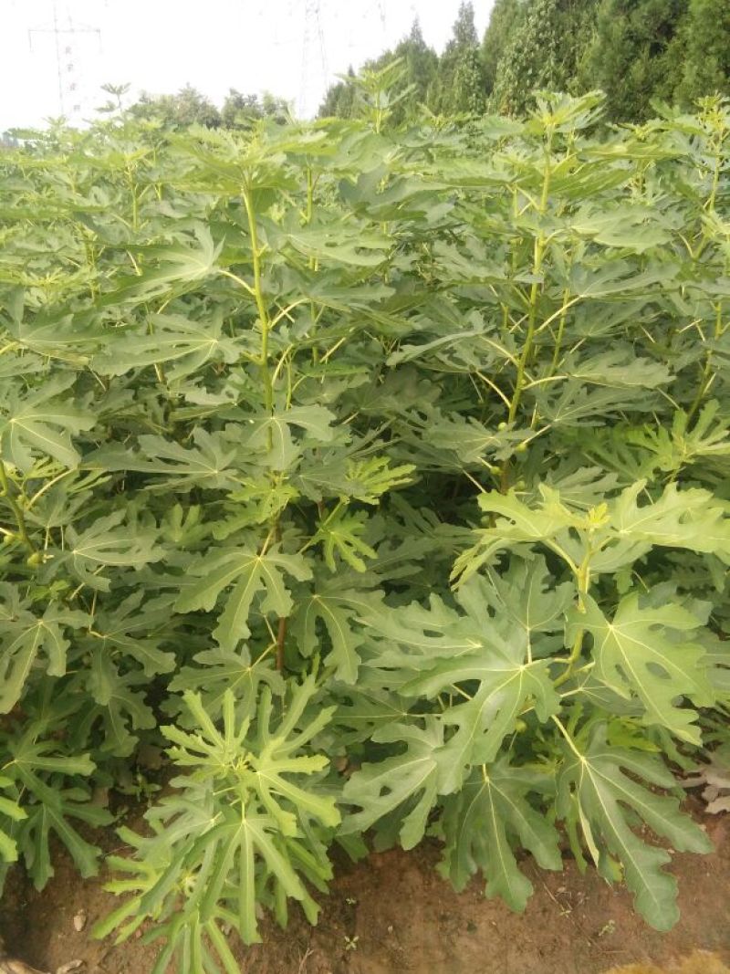 无花果树苗80~100cm，薄姬红无花果，需要的联系。