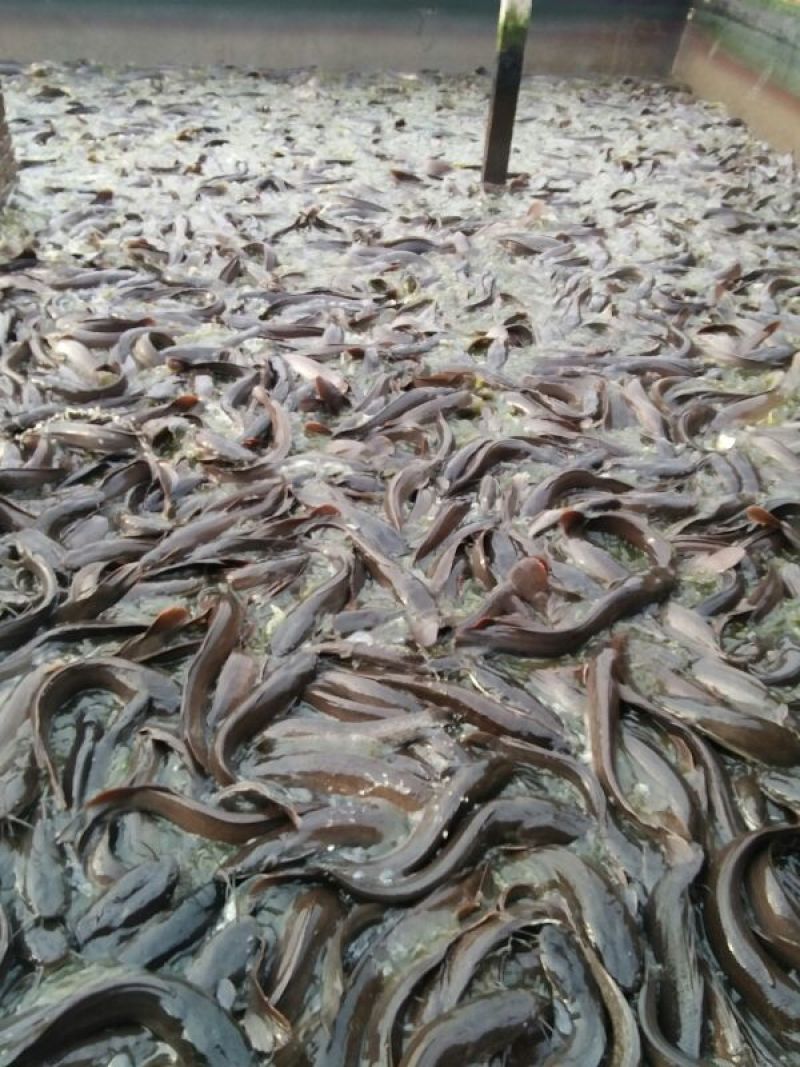 胡子鲶食用