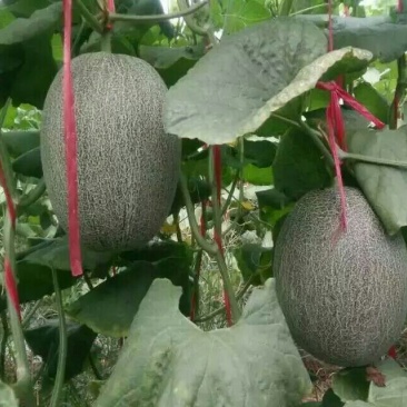 西州蜜瓜