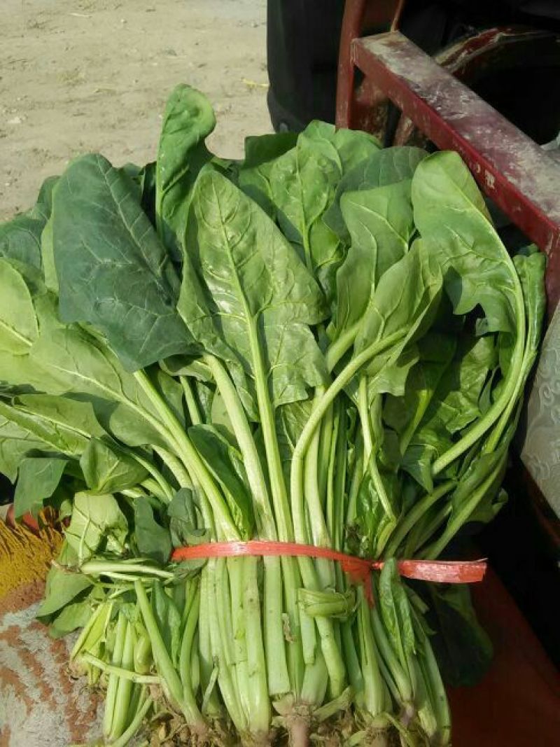 大叶菠菜15~20厘米