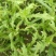 越冬菠菜15~20厘米