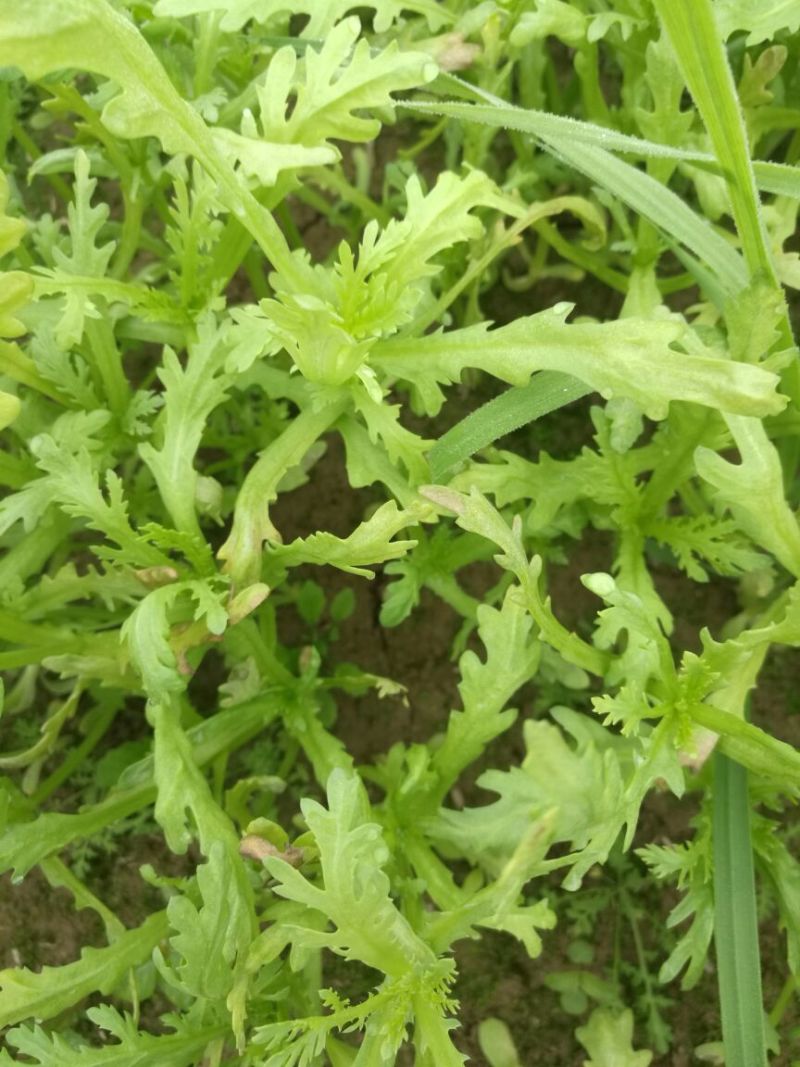越冬菠菜15~20厘米