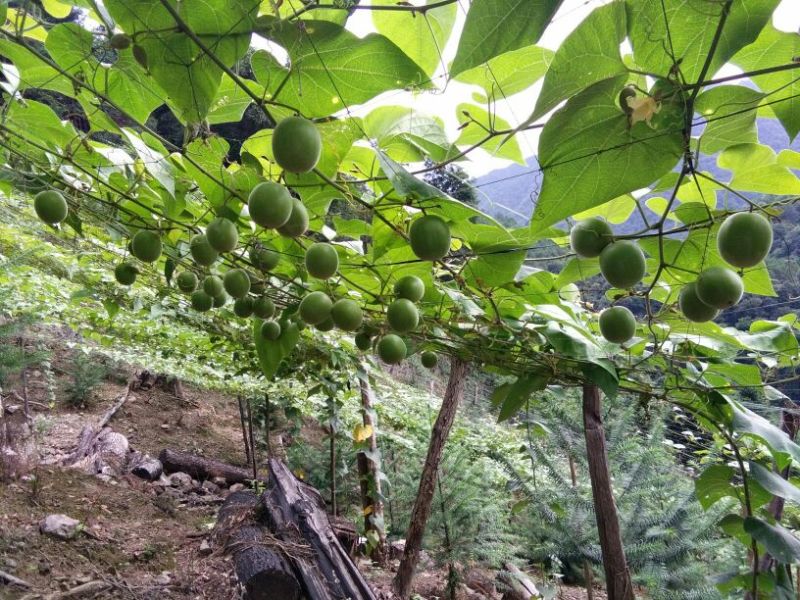 青皮果罗汉果