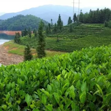 高山雾云茶