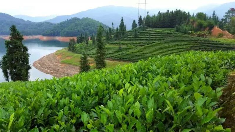 高山雾云茶