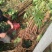 无花果树1.5~2m