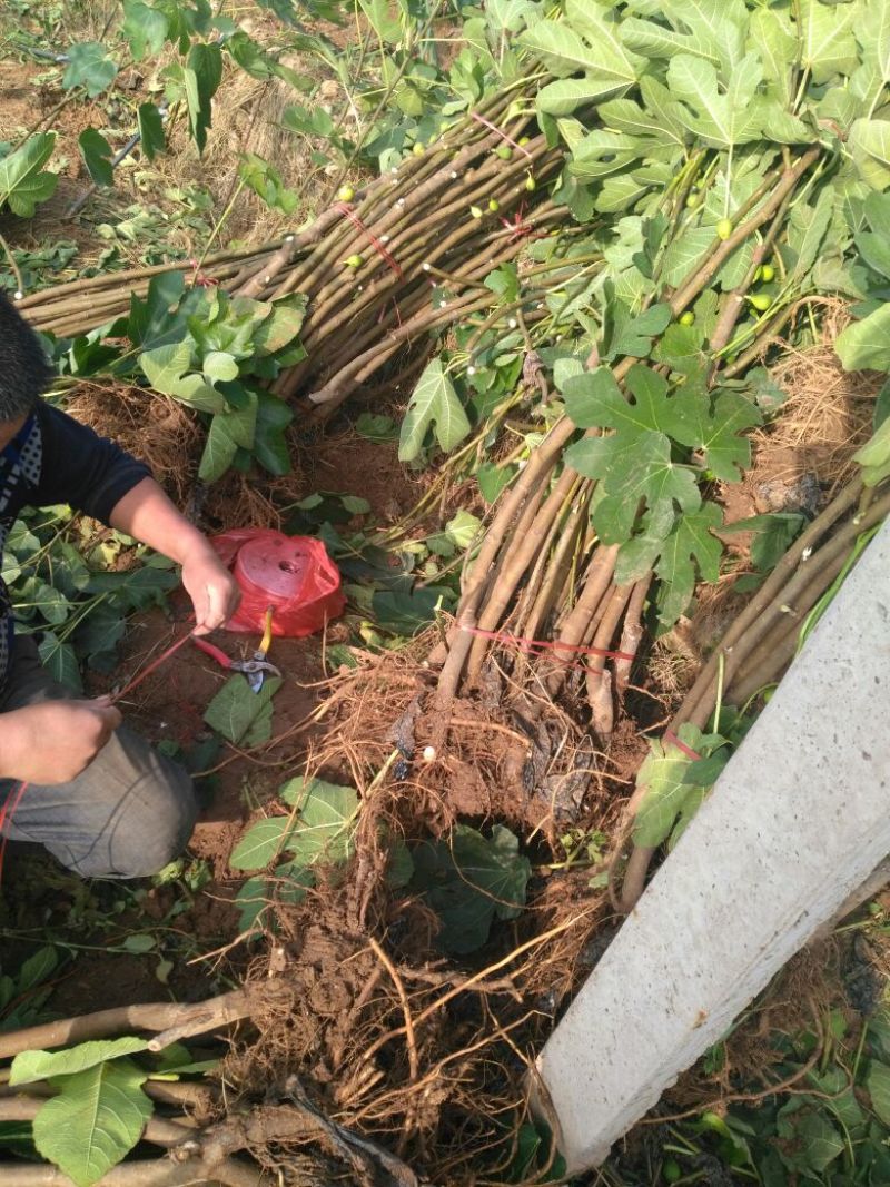 无花果树1.5~2m