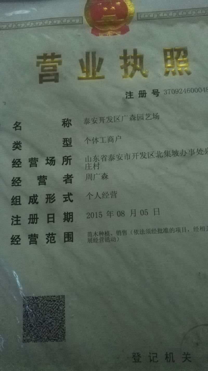 花椒苗大红袍花椒苗，基地直销，包邮包售后