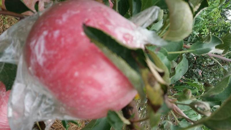 陕西礼泉县红富士苹果，膜代，纸加膜红富士苹产地直供