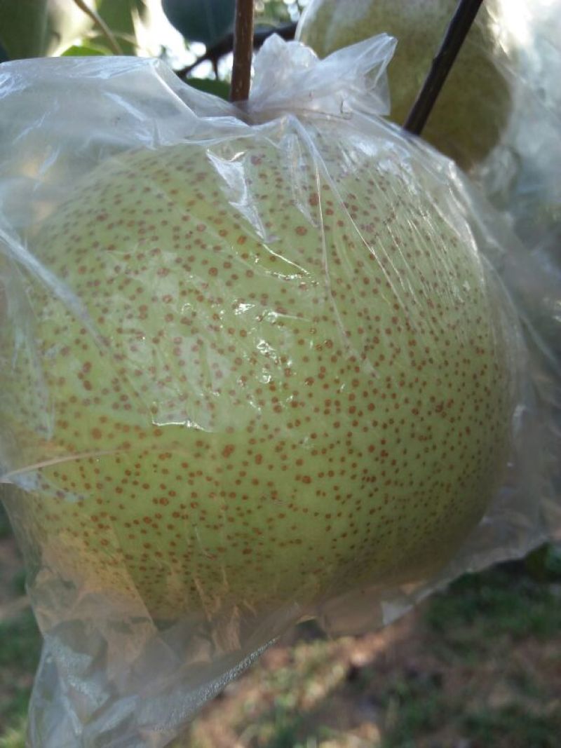 酥梨100~150g膜袋