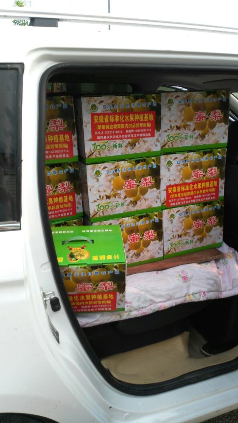 黄金梨300~350g膜袋