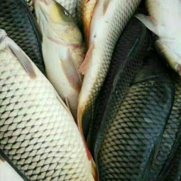 池鲤鱼食用1~2公斤